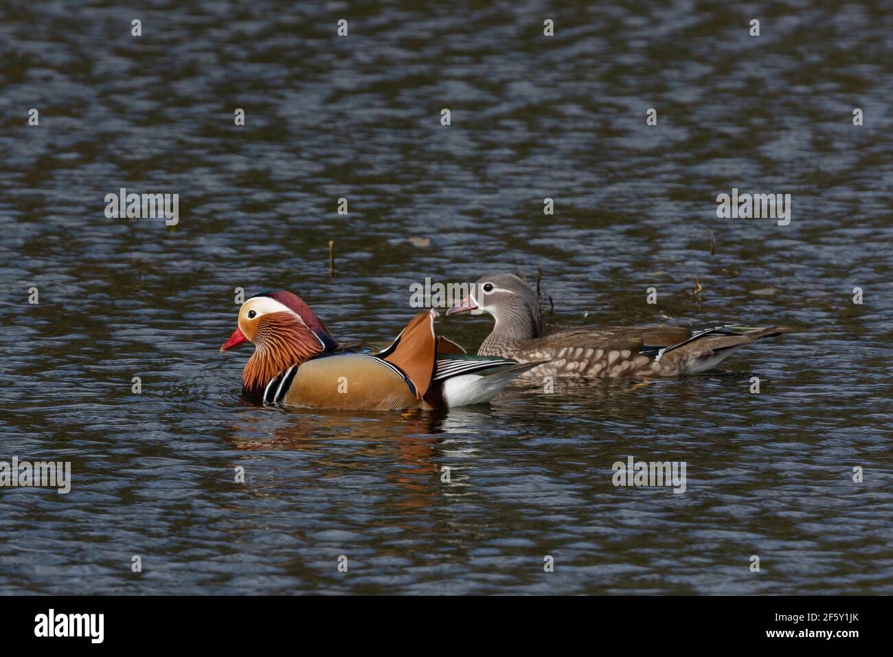 A pair of mandarin ducks (UK) on a lake. Stock Photo