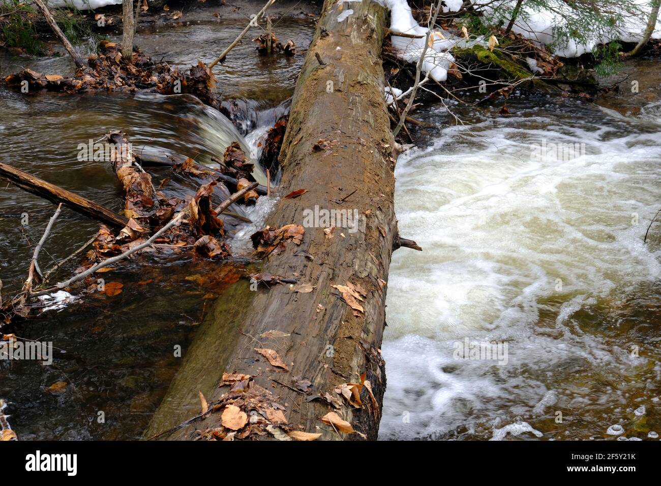 A small stream, swollen by snow melt, flows under a fallen tree trunk in a Quebec forest in early spring. Gatineau, Quebec, Canada. Stock Photo