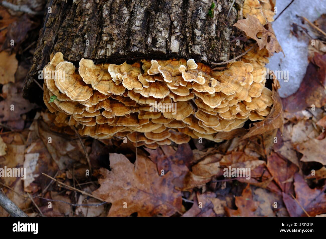 Turkey tail bracket fungus (Trametes versicolor) on the end of a fallen log in early spring in a forest in Quebec, Canada. Stock Photo