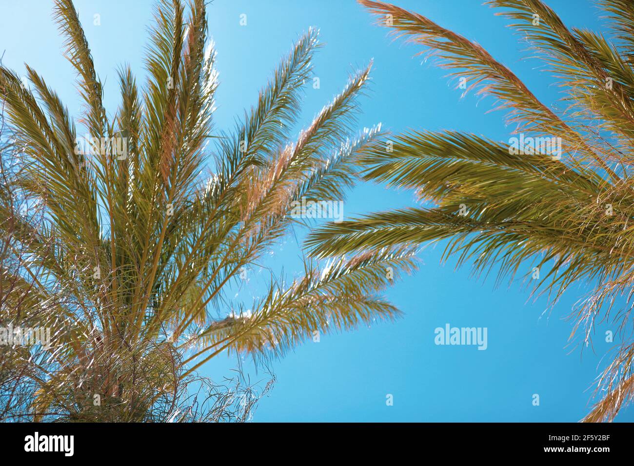 Palm tree branches on blue sky background Stock Photo - Alamy