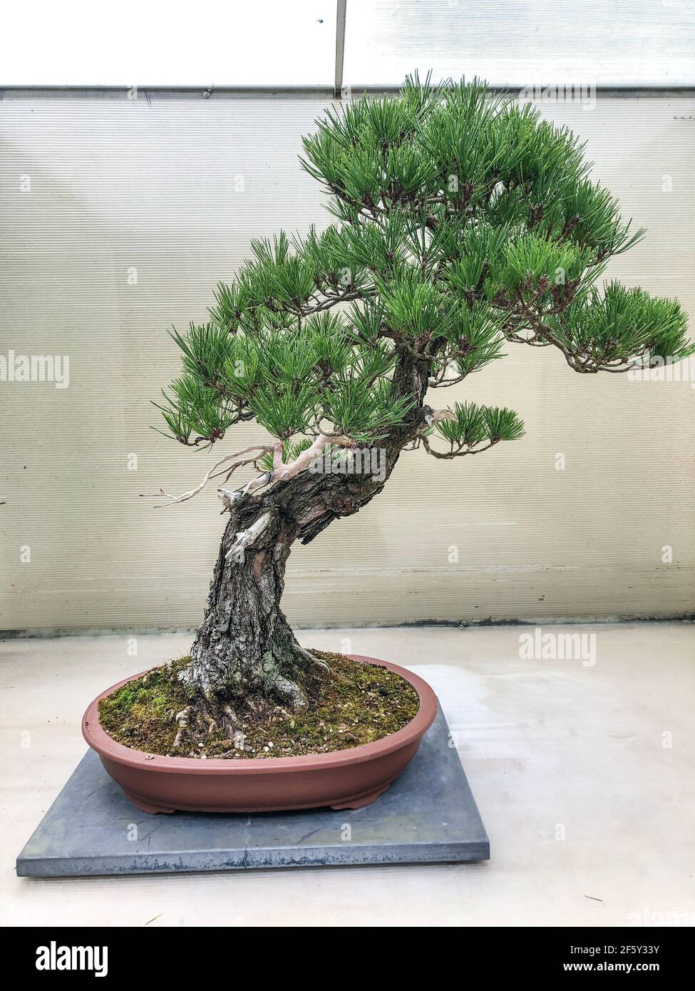 Japanese red pine (Pinus densiflora) has a home range that includes Japan, the Korean Peninsula, northeastern China (Heilongjiang, Jilin, Liaoning, Sh Stock Photo