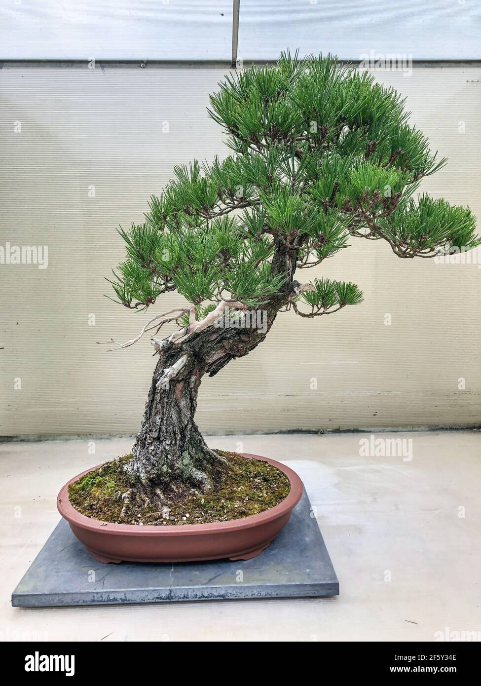 Japanese red pine (Pinus densiflora) has a home range that includes Japan, the Korean Peninsula, northeastern China (Heilongjiang, Jilin, Liaoning, Sh Stock Photo
