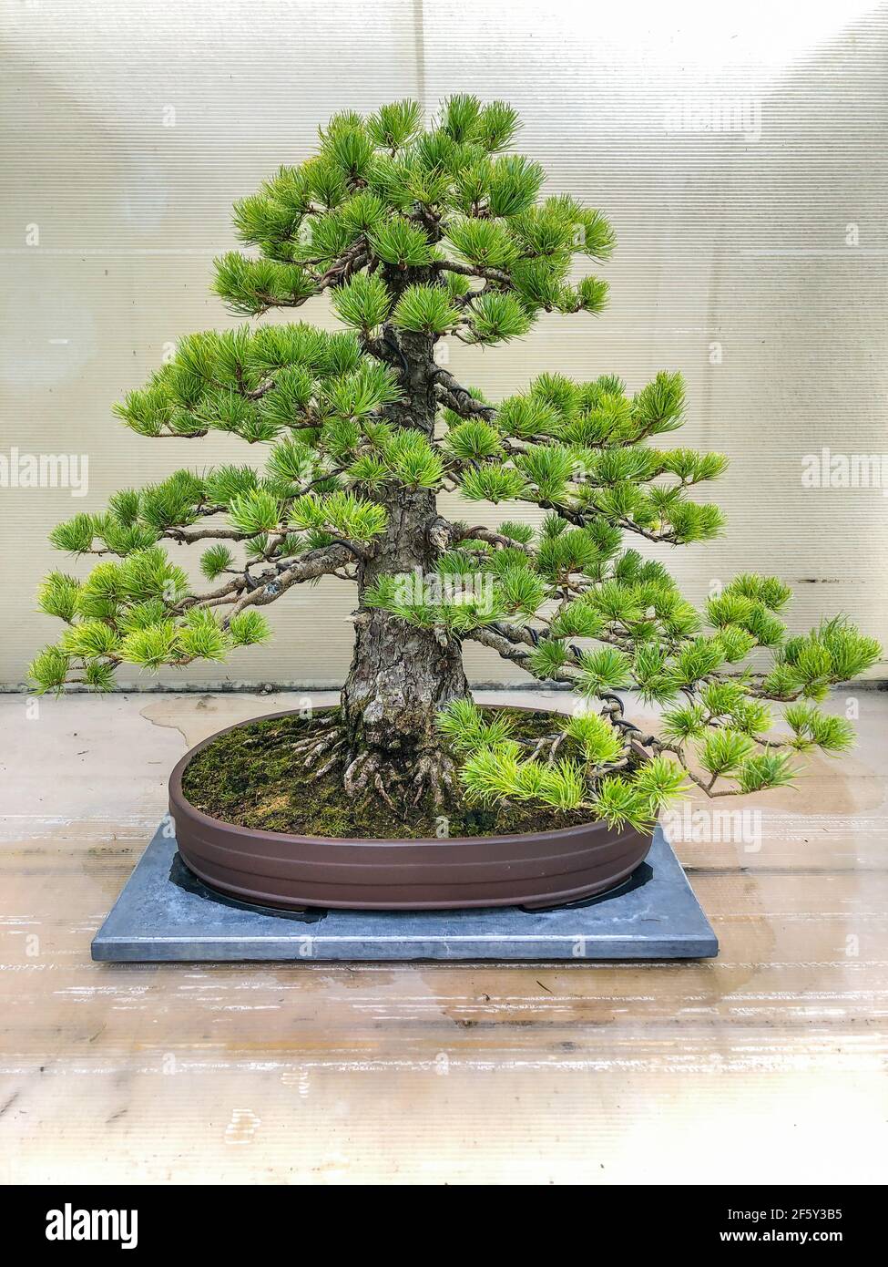Japanese white pine (Pinus parviflora) is a pine in the white pine group, Pinus subgenus Strobus, native to Korea and Japan. Stock Photo