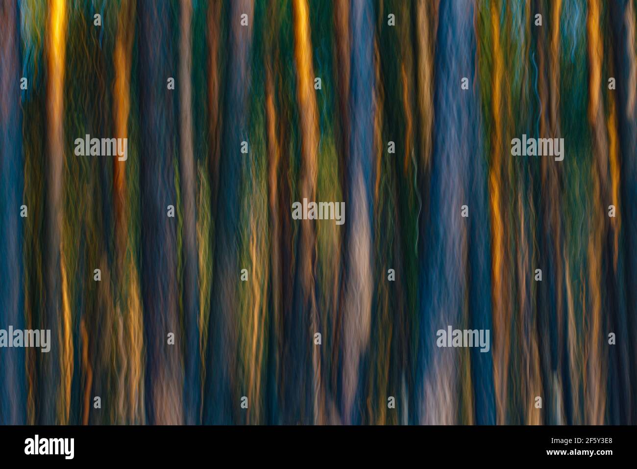 Fantasy forest photograph made using intentional camera movement (ICM