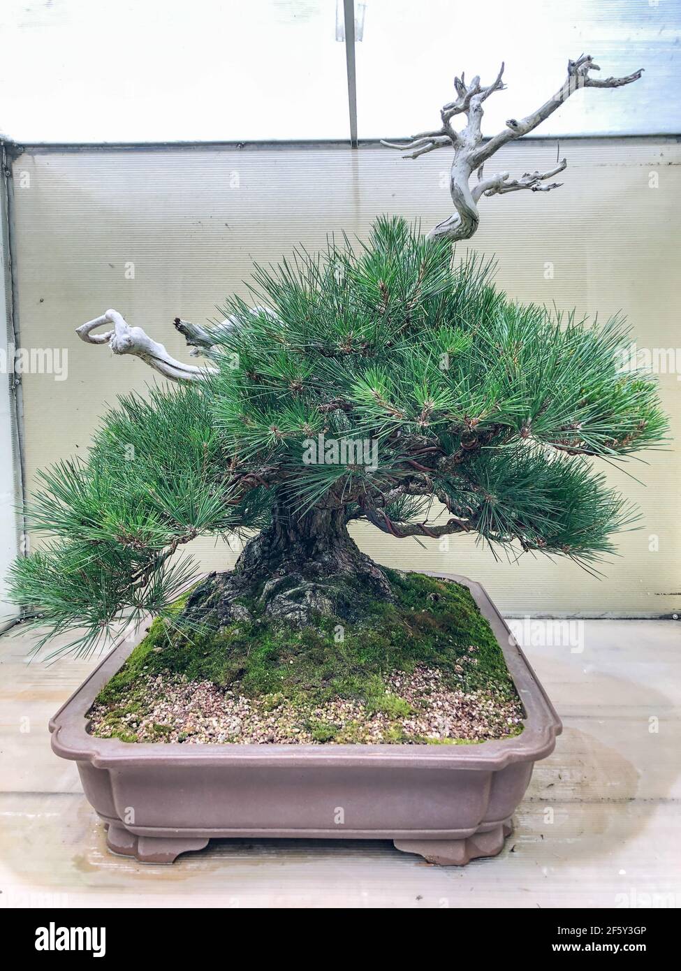 Japanese black pine (Pinus thunbergii) is an East Asian pine native to coastal areas of Japan (Kyūshū, Shikoku and Honshū) and South Korea. Stock Photo