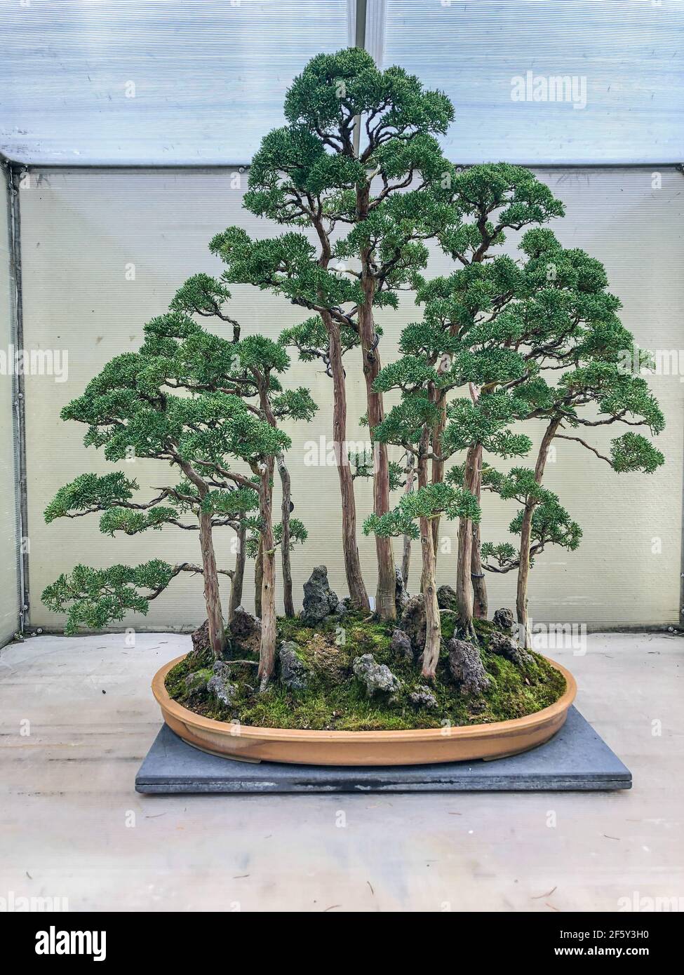 Chinese juniper (Juniperus chinensis) is a species of plant in the cypress family Cupressaceae, native to China, Taiwan, Myanmar, Japan, Korea and the Stock Photo