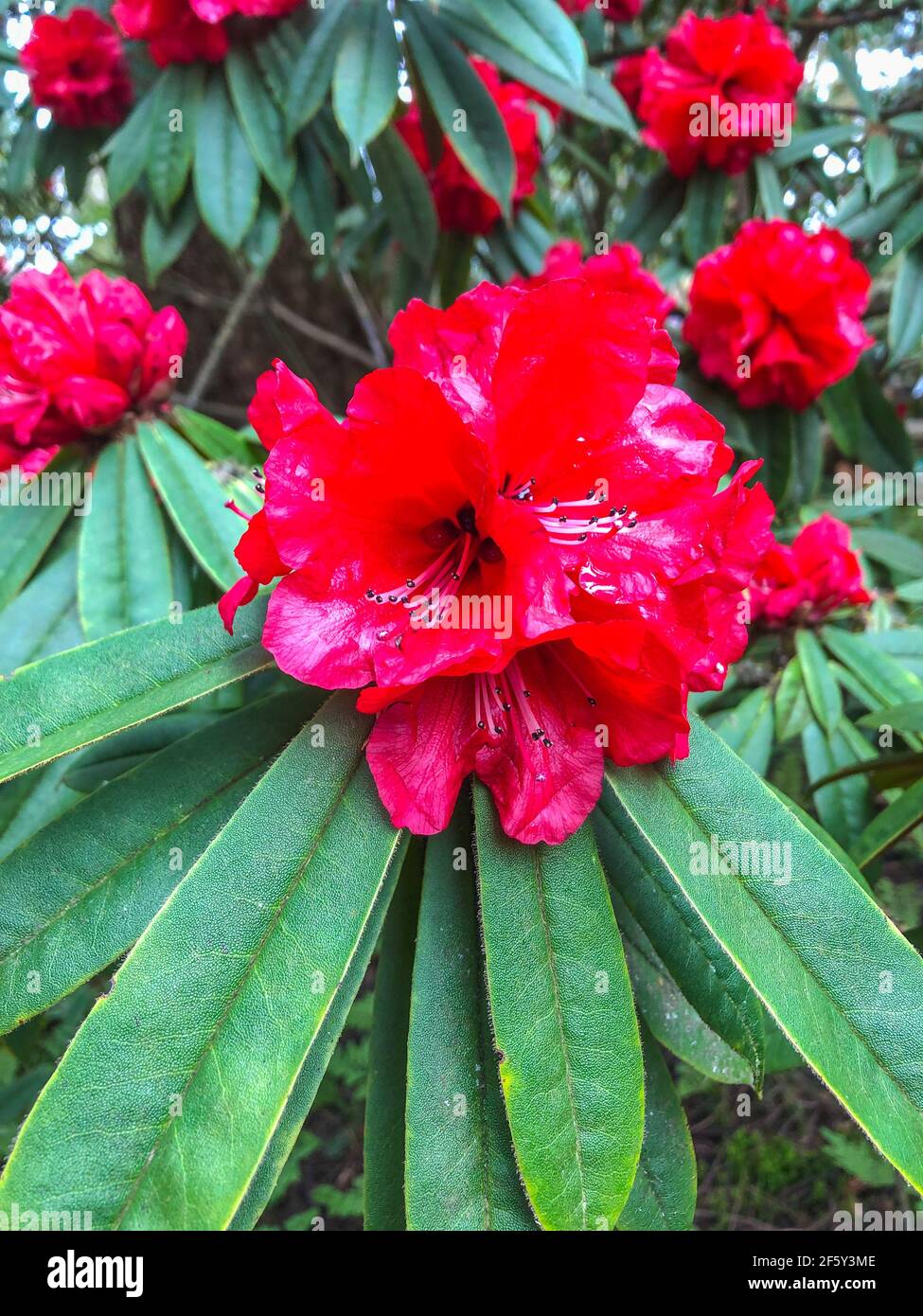rhododendron weiß rosa Rhododendron Cunninghams White | 30-40 cm im Topf main image 1