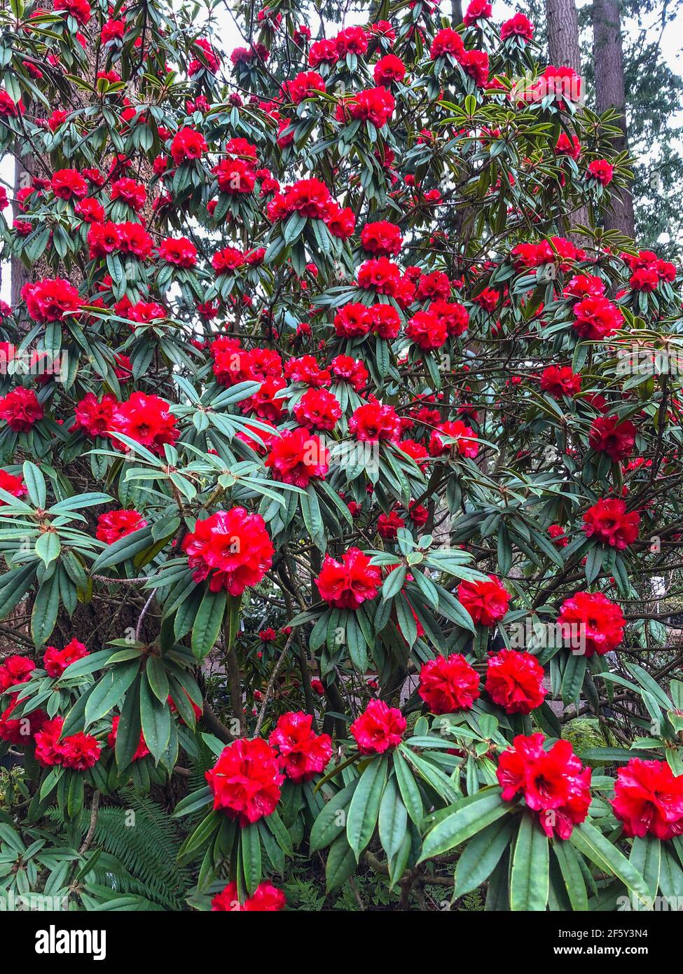 Rhododendron strigillosum is a rhododendron species native to Sichuan and Yunnan in China, where it grows at altitudes of 1600–3800 meters. It is a sh Stock Photo
