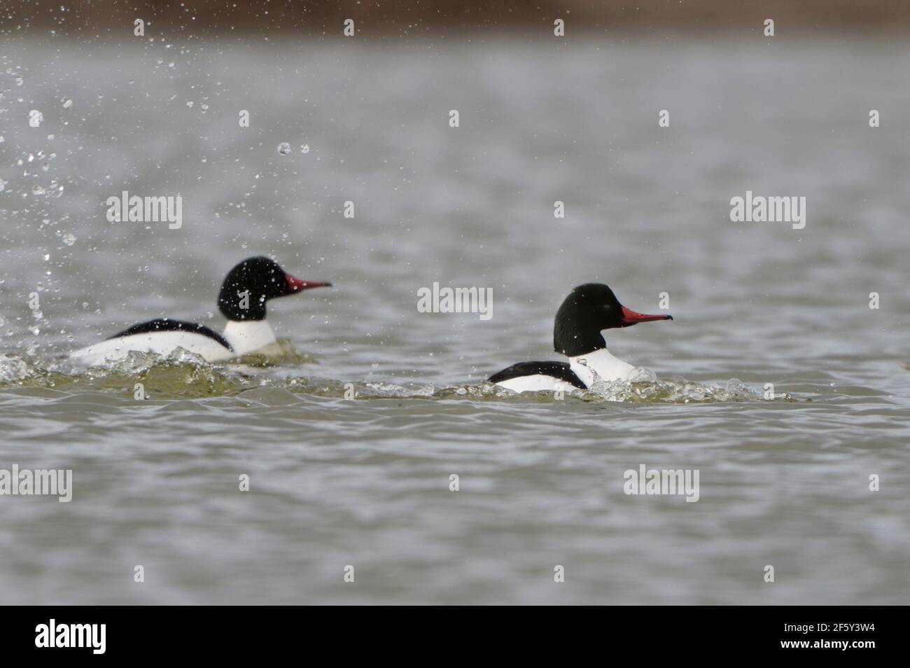 Pair of male common mergansers in black and white breeding plumage. Stock Photo