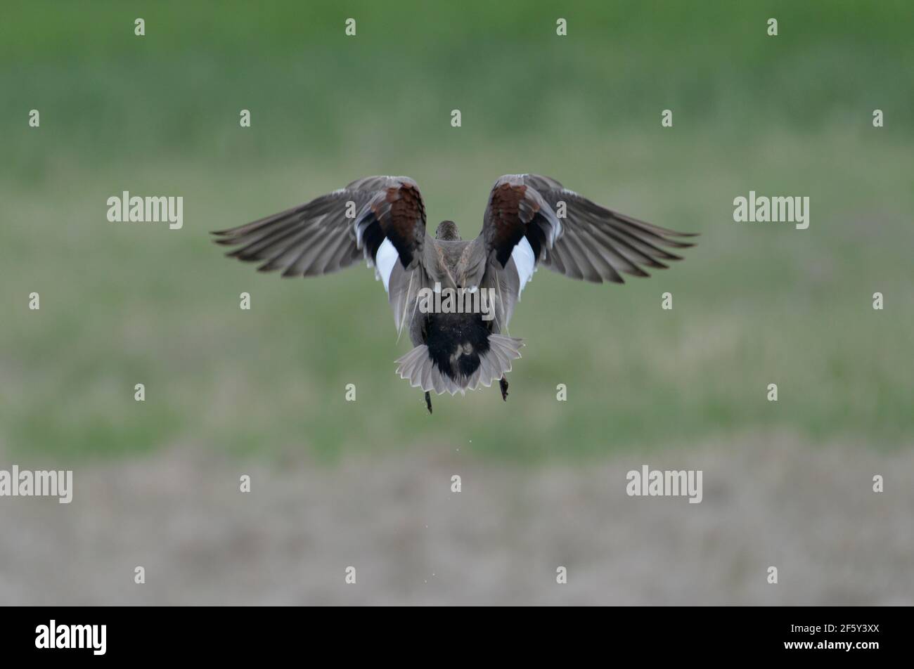 Flushed Gadwall drake shows off bold details of scapulars and speculum Stock Photo