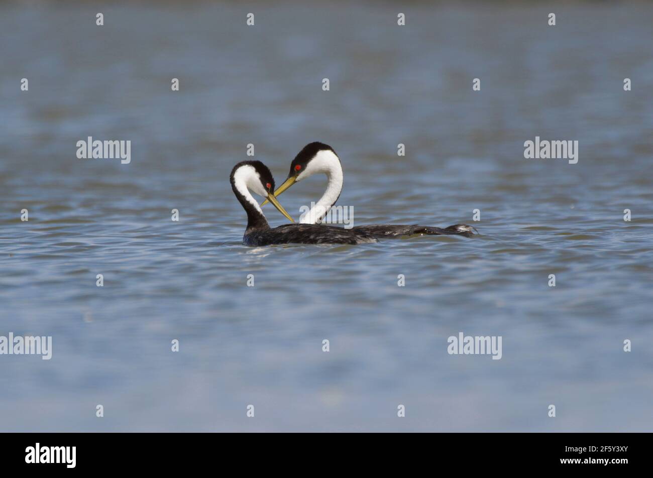 Pair of Western Grebes with bent necks forming a heart shape. Stock Photo