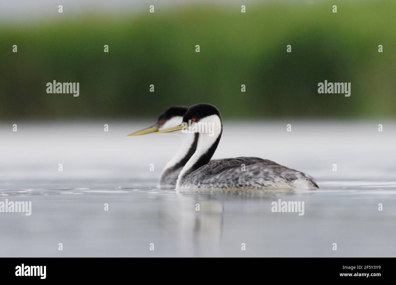 Pair of  Western Grebes at Bear River Migratory Bird Refuge. Stock Photo