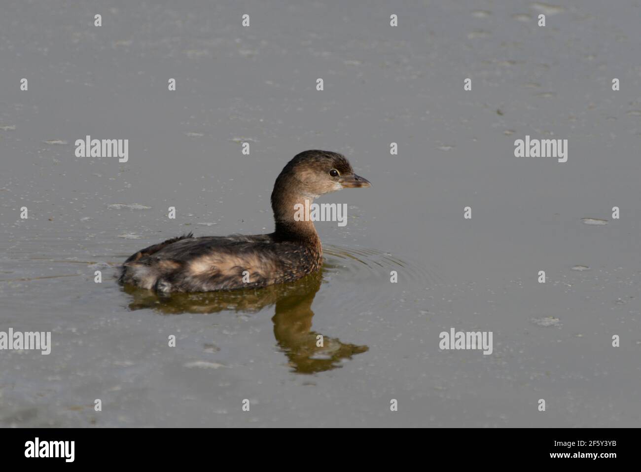 Pied-billed grebe and reflection on a pond at Farmington Bay WMA. Stock Photo