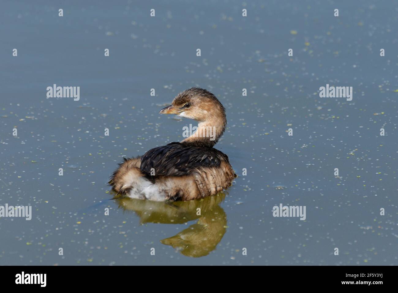 Pied-billed grebe and reflection on a pond at Farmington Bay WMA. Stock Photo