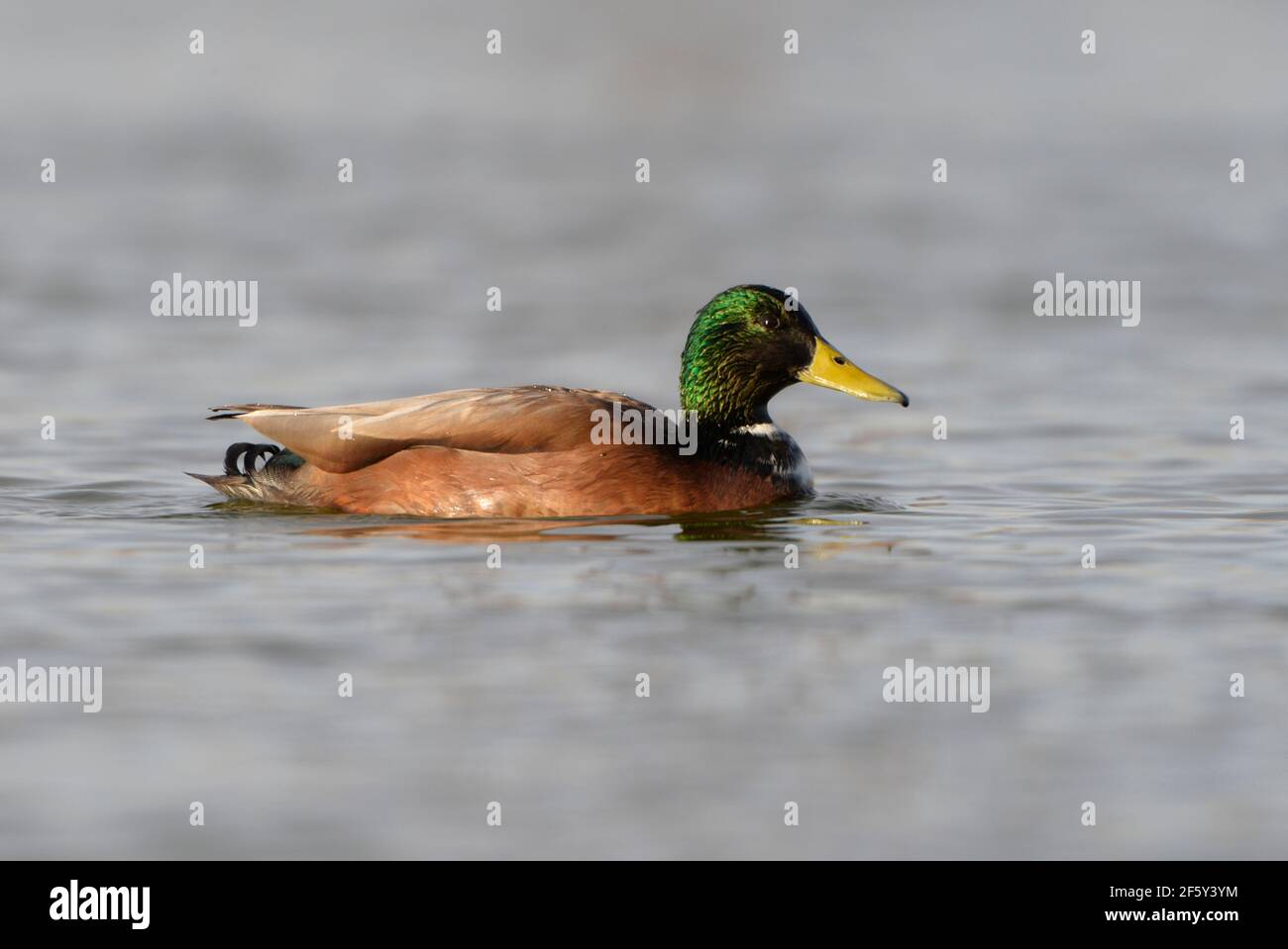 Mallard hybrid duck on pond with iridescent green head and yellow bill Stock Photo
