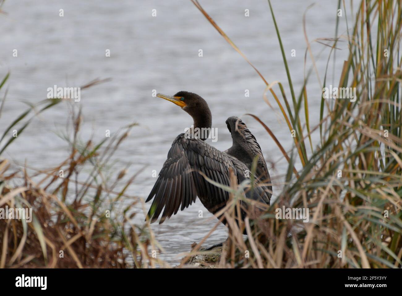 Neotropic Cormorant stands at the edge of the water drying its wings. Stock Photo