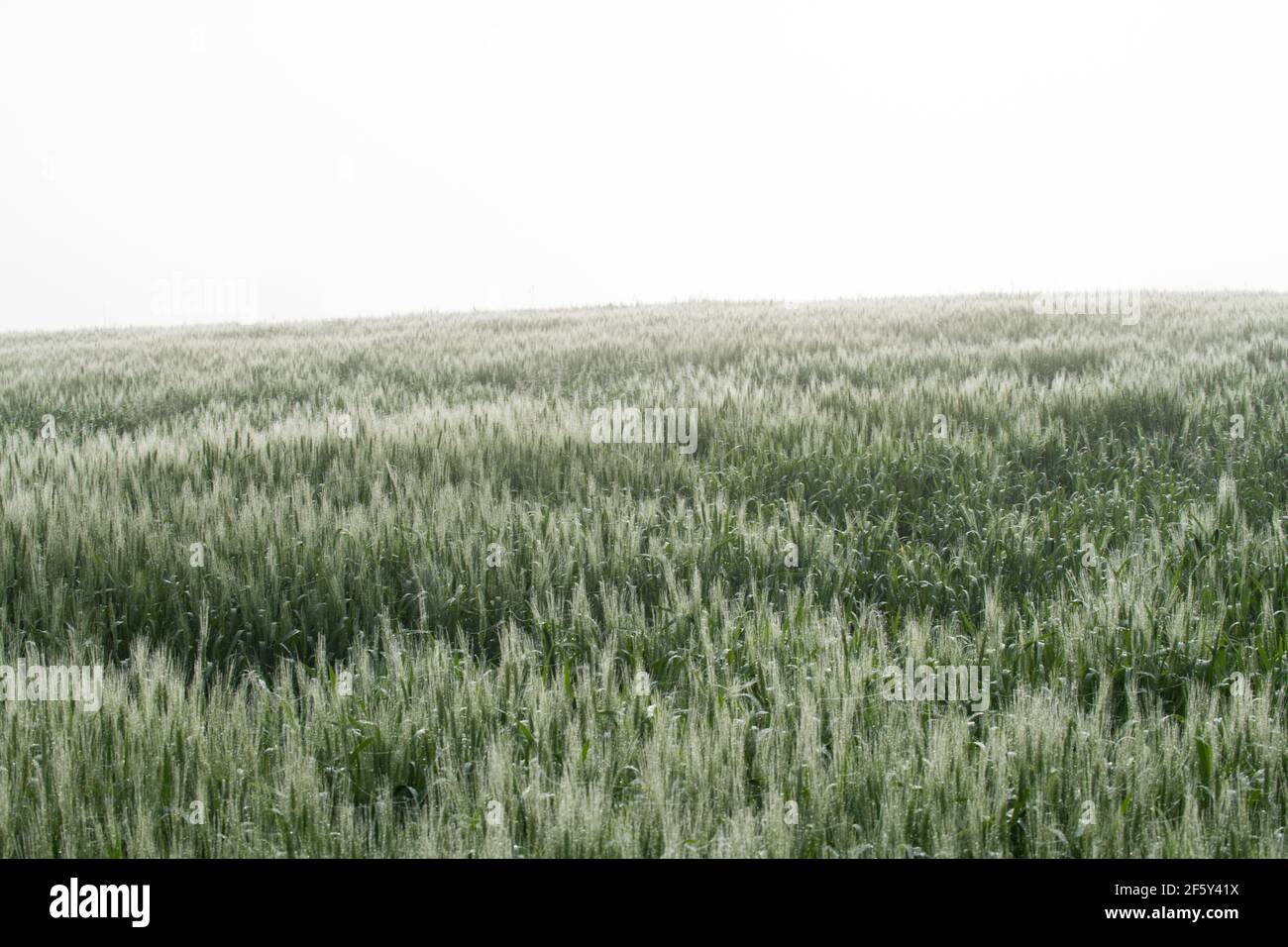 Crops and Farms in America's Heartland Stock Photo