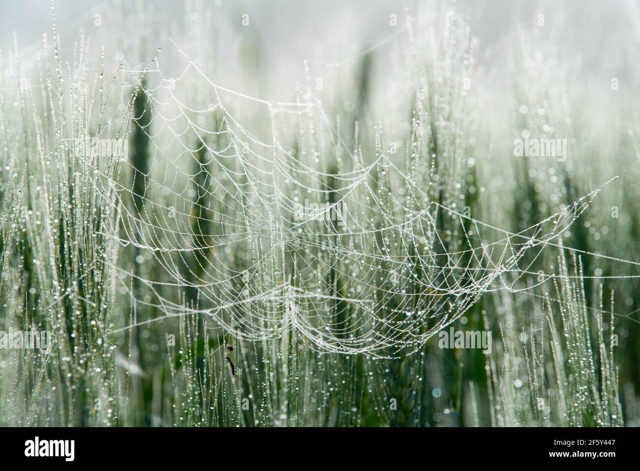 Cowebs Covered in Dew in Farm Field Stock Photo