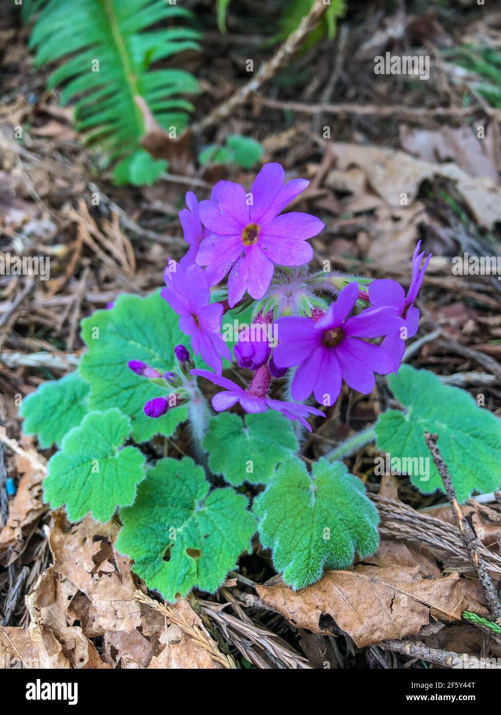Hardy primrose (Primula kisoana) is an herbaceous perennial that is primarily grown for its deep rose to rose mauve flowers which bloom in spring abov Stock Photo