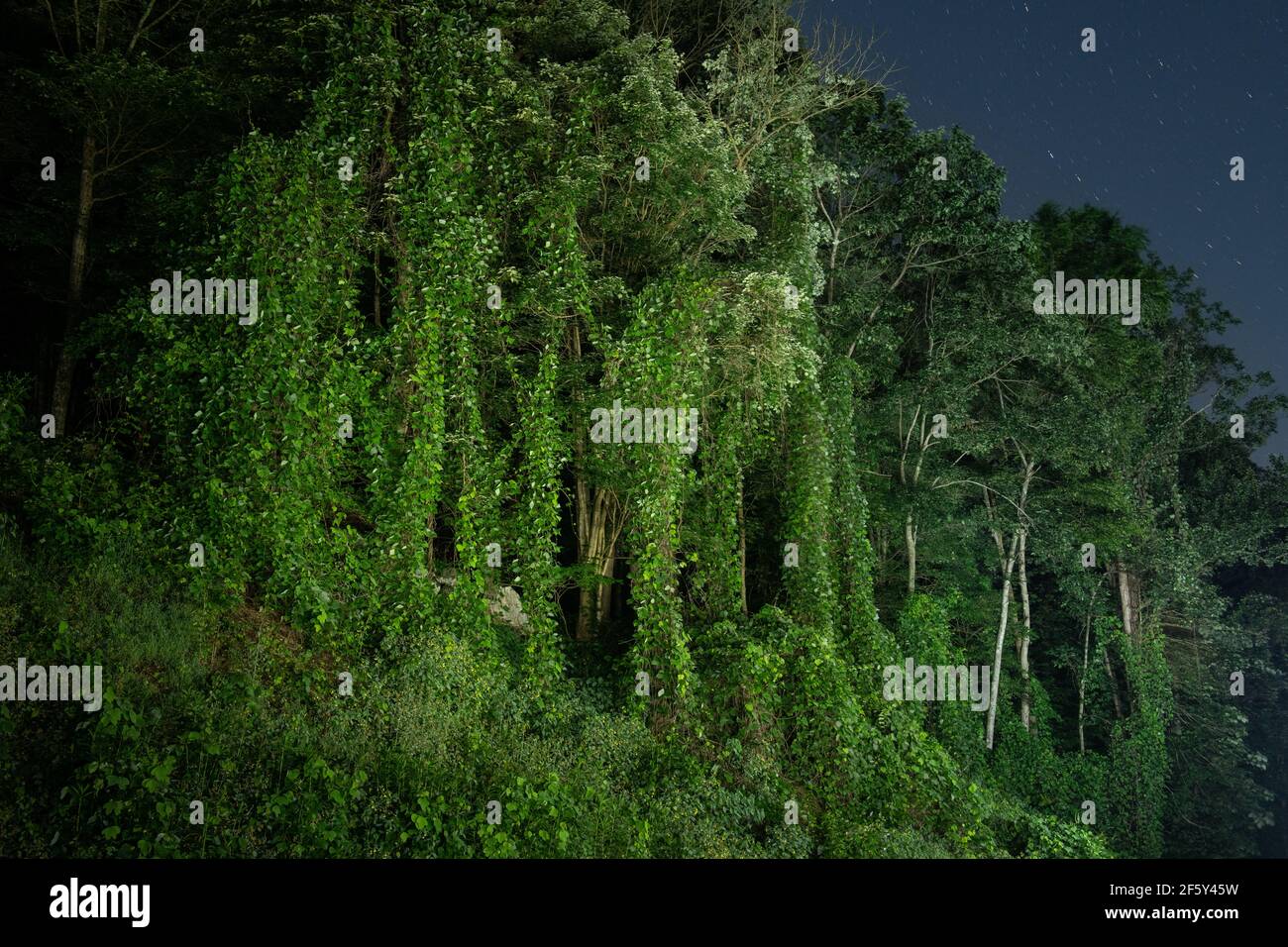 Kudzu Consuming Forest in South, Illuminated at Night Stock Photo