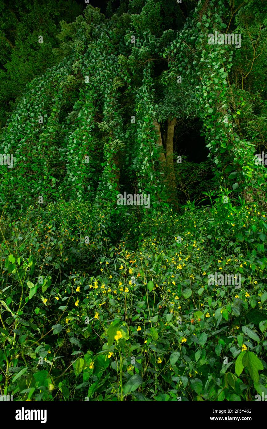 Kudzu Consuming Forest in South, Illuminated at Night Stock Photo