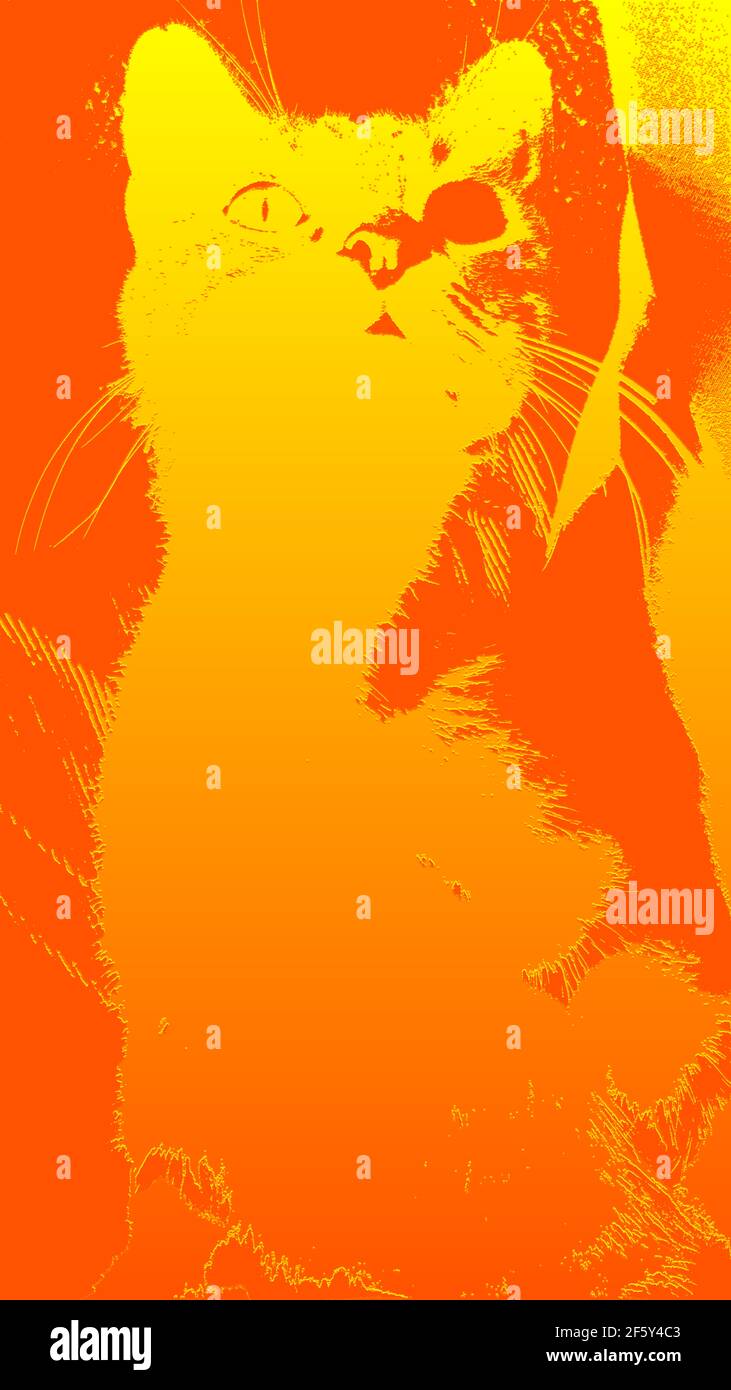 Cat, silhouette ,in orange, and yellow, colors Stock Photo