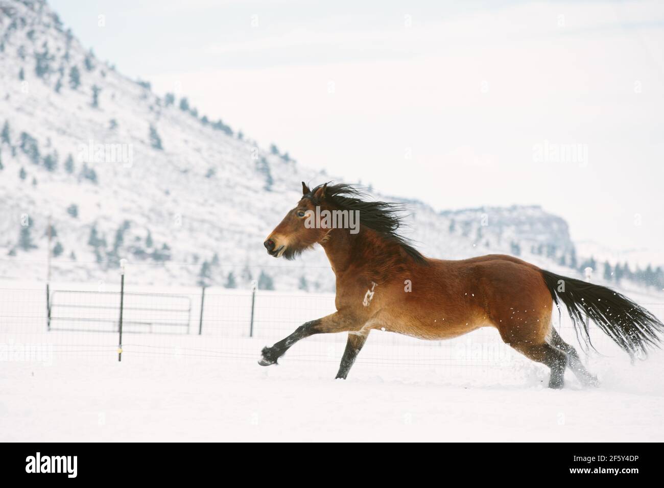 Draft horse galloping in the snow with mountain in background Stock Photo