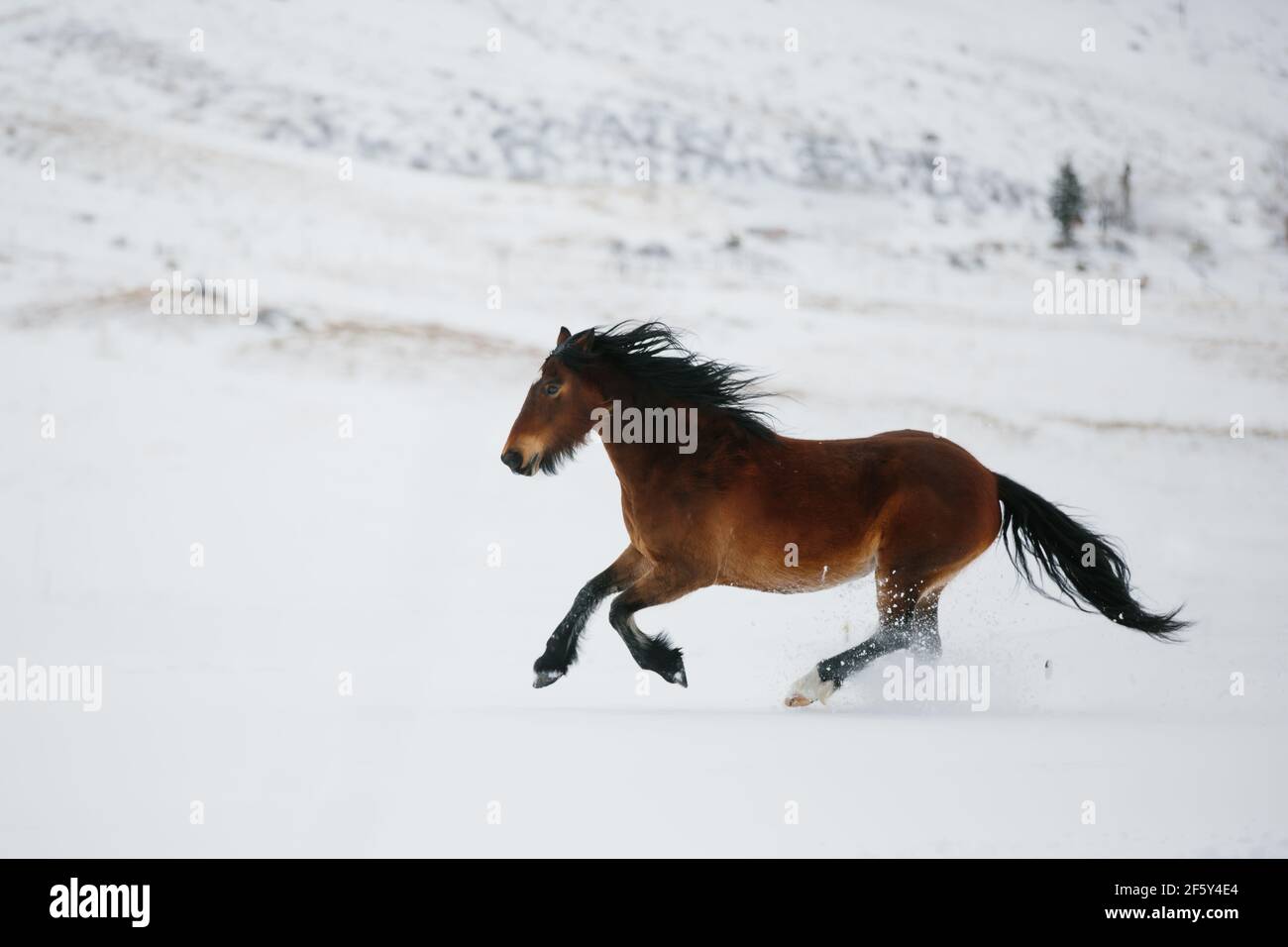 Draft horse running in the snow in the mountains Stock Photo
