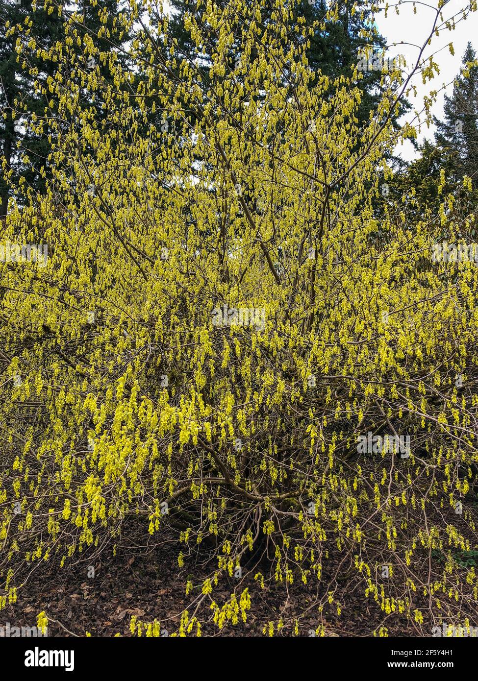 Veitch's winter hazel (Corylopsis veitchiana) is one of the most beautiful of the winter hazels that we grow here at the Scott Arboretum. It flowers i Stock Photo