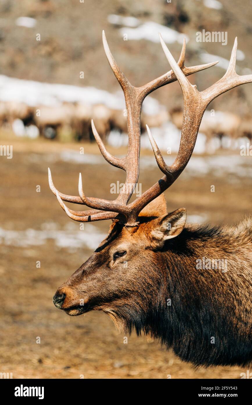 Closeup side view of a Bull Elk with a large rack o f antlers Stock Photo