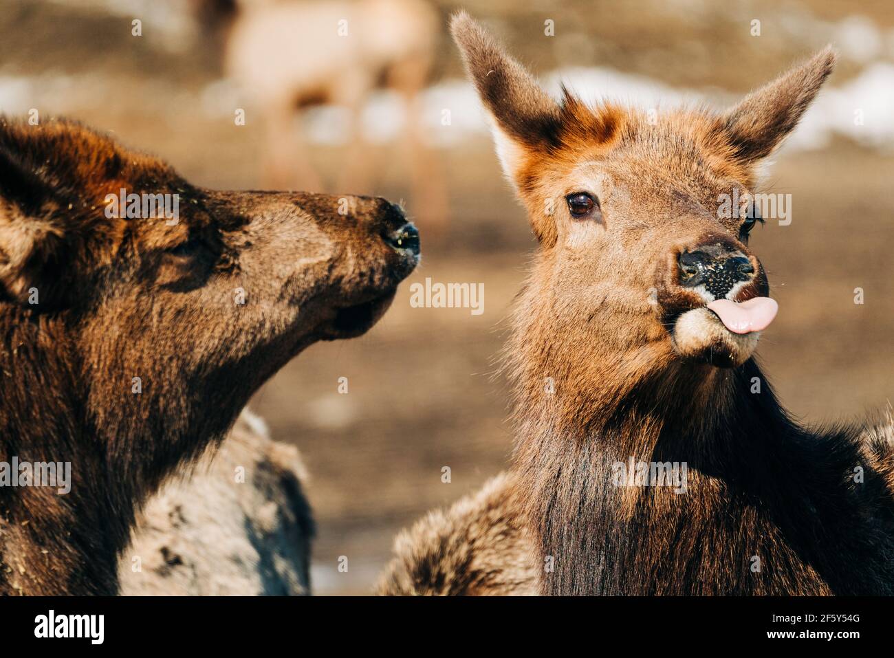 Closeup of an elk with its tongue sticking out Stock Photo