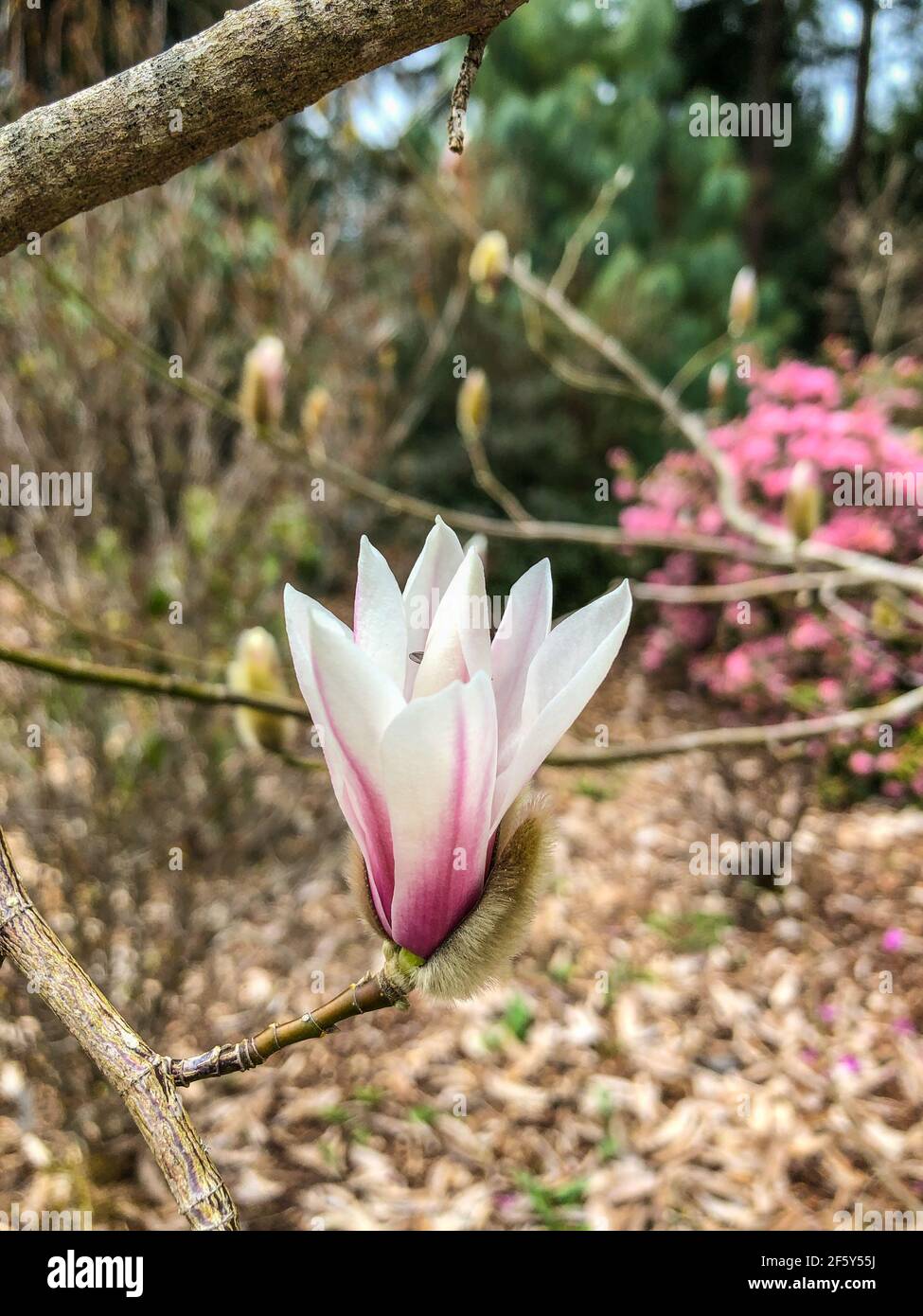 Tianmu magnolia (Magnolia amoena) is a species of plant in the family Magnoliaceae. It is endemic to China. It is threatened by habitat loss. Stock Photo