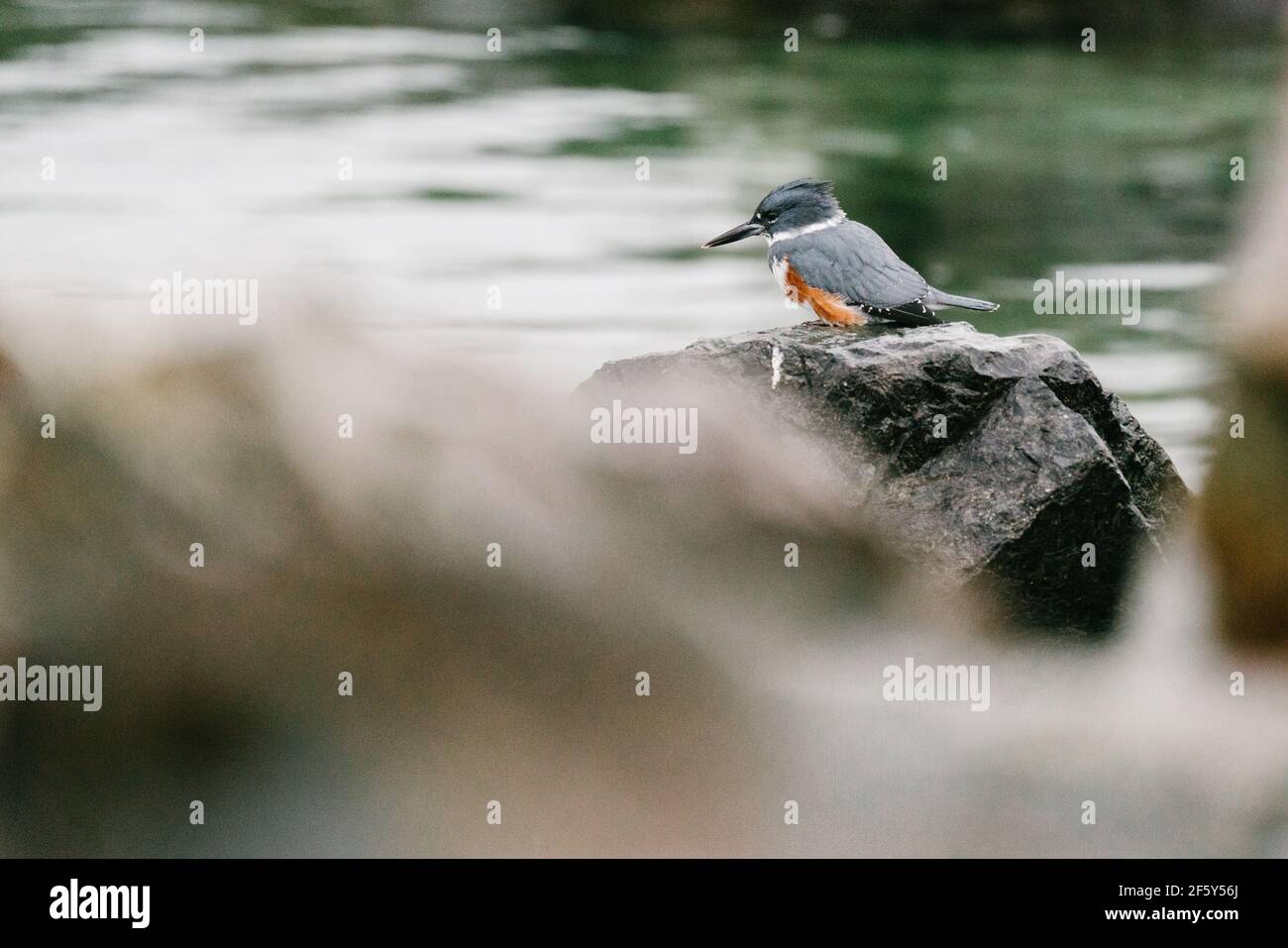 Closeup of a Belted Kingfisher at Edmonds Waterfront in Washington