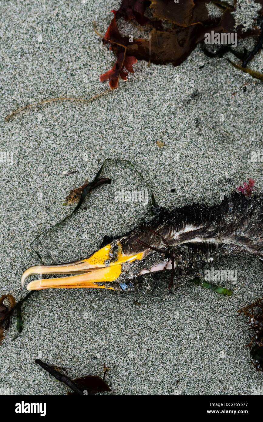 Closeup view of a dead cormorant on a sandy beach Stock Photo