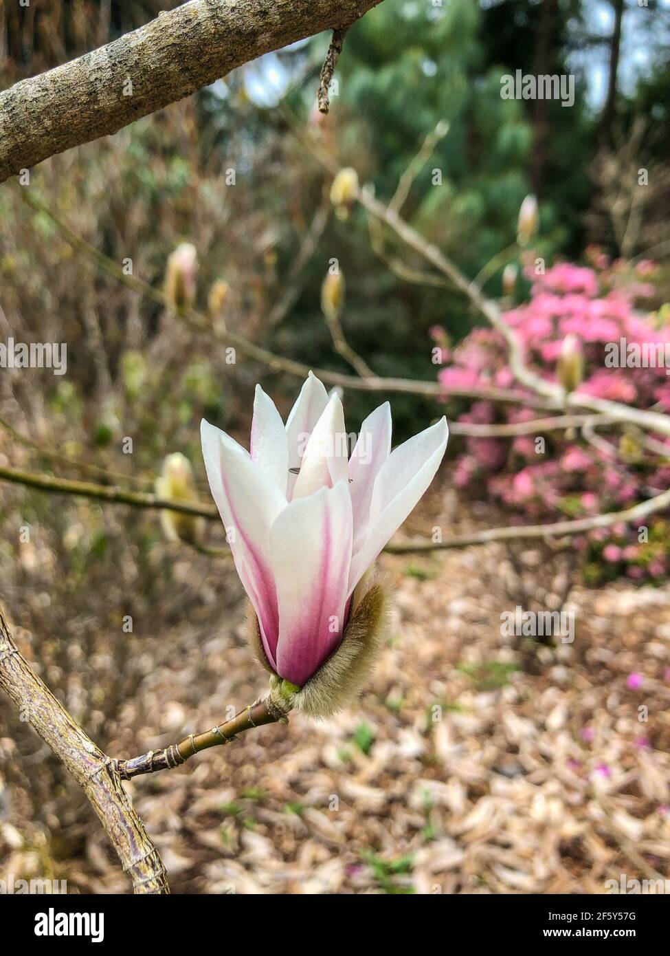 Tianmu magnolia (Magnolia amoena) is a species of plant in the family Magnoliaceae. It is endemic to China. It is threatened by habitat loss. Stock Photo