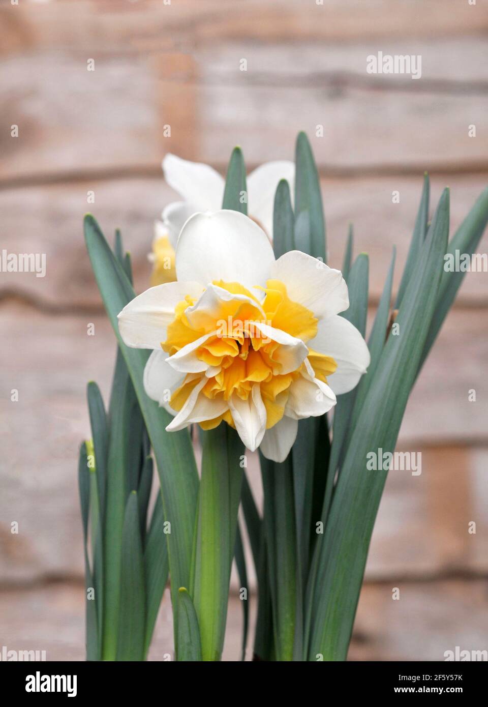 Close up detail of Narcissus Sweet Desire in flower in spring.  Narcissi Sweet Desire is a division 4 double daffodil with white and yellow flowers. Stock Photo