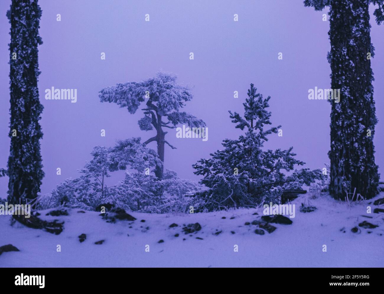 Snowy winter scene and frozen tree in Sierra de Guadarrama, during a sub zero temperature morning. Stock Photo