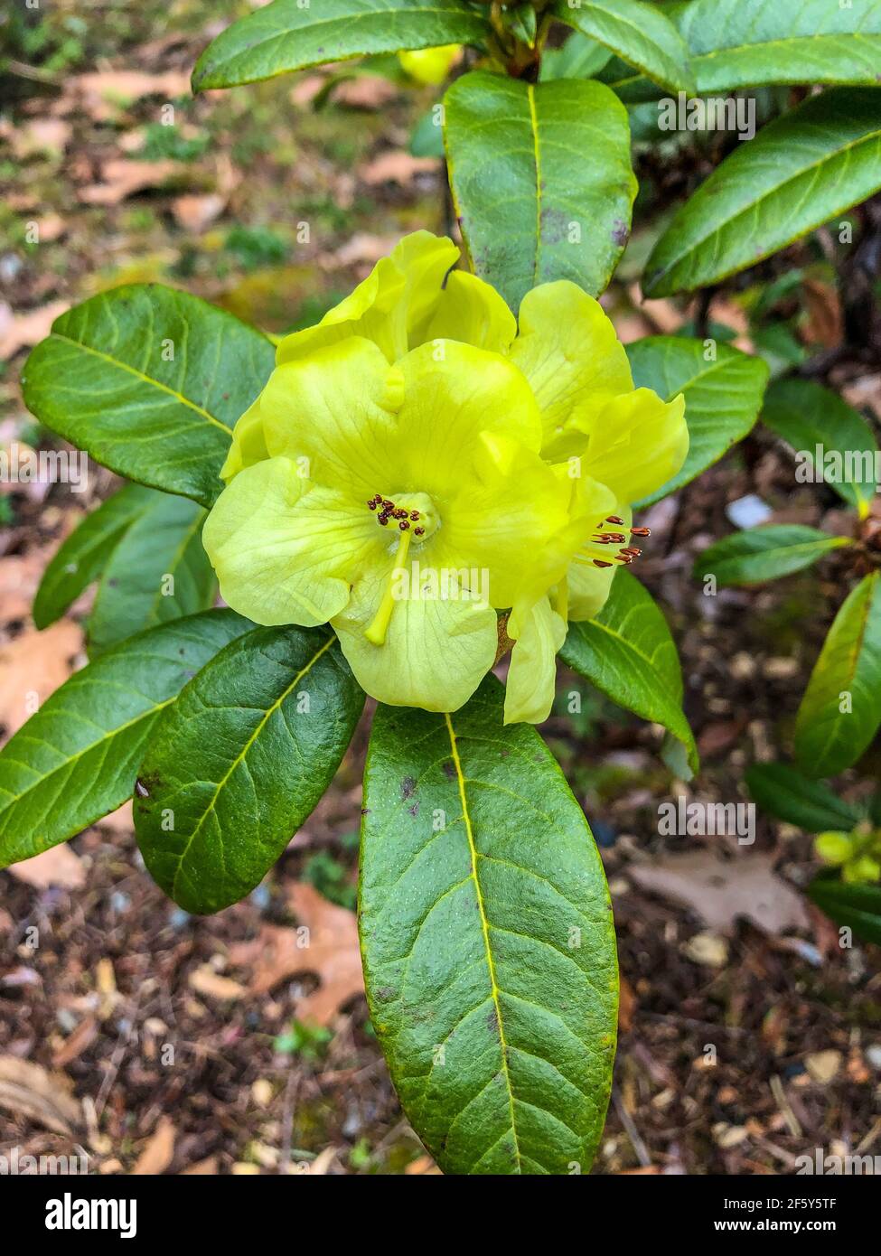 Rhododendron luteiflorum is broadleaf evergreen shrub, small, compact, rounded. Leaves simple, alternate, lanceolate, oblanceolate or oblong-lanceolat Stock Photo