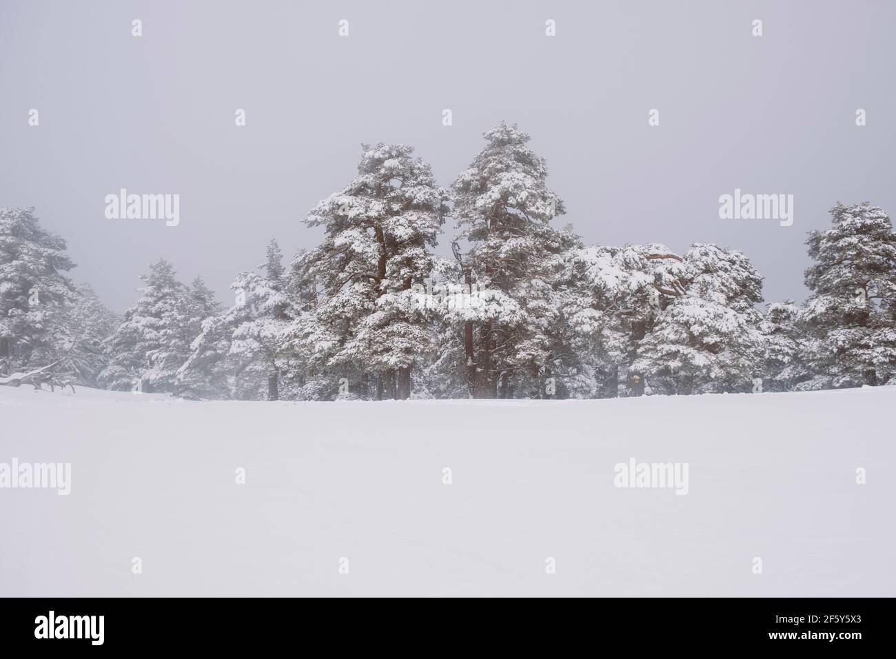 Winter snowcapped trees scenery in Sierra de Guadarrama, Madrid, Spain Stock Photo