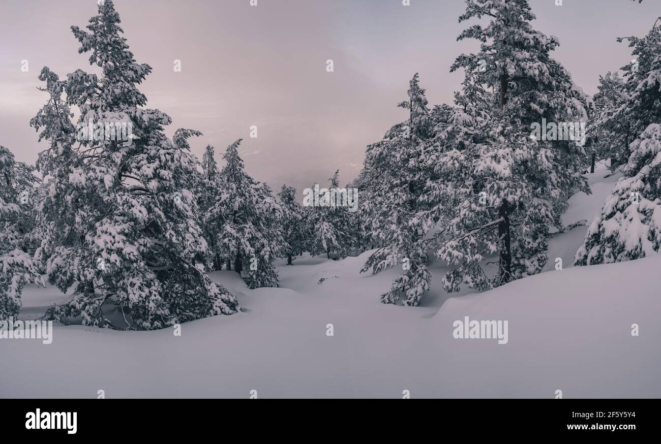 Pine trees snow slope hi-res stock photography and images - Alamy