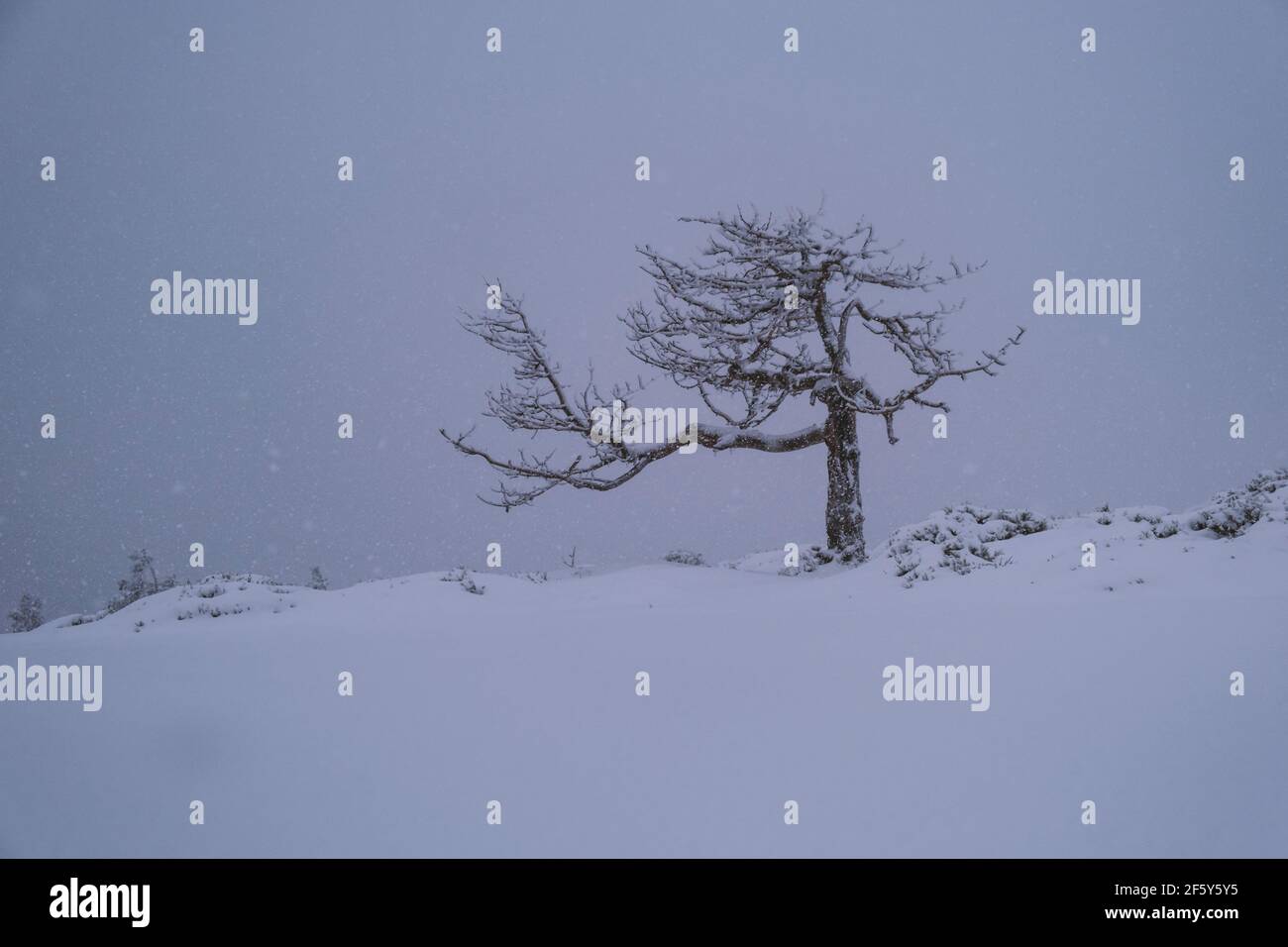 Snowy winter scene and frozen tree in Sierra de Guadarrama, during a sub zero temperature morning. Stock Photo