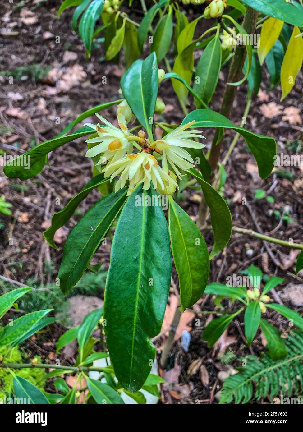 Illicium macranthum is a genus of flowering plants treated as part of the family Schisandraceae. Stock Photo
