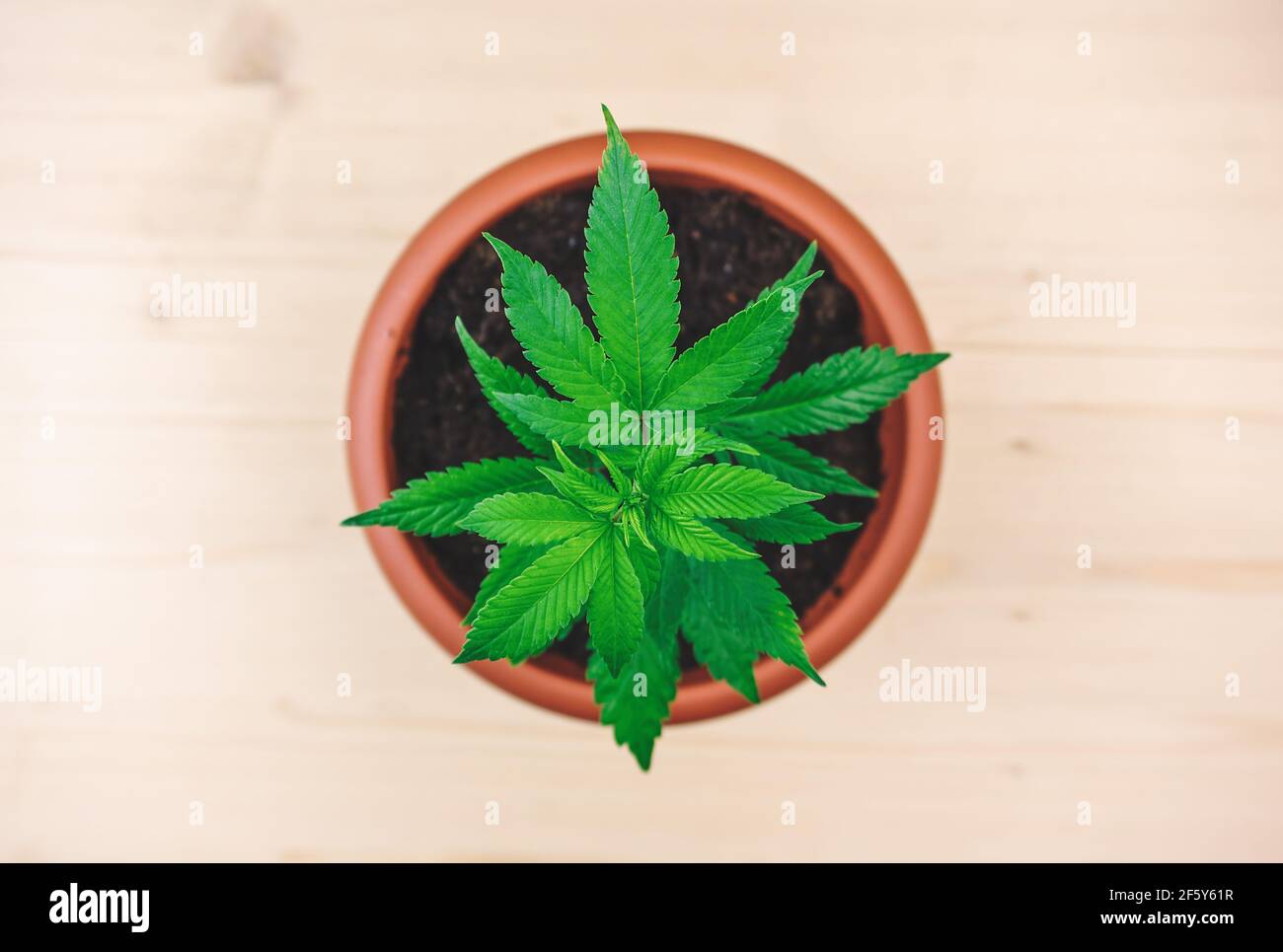Young Cannabis seedling in pot, Girl scout cookies strain on wooden table Stock Photo