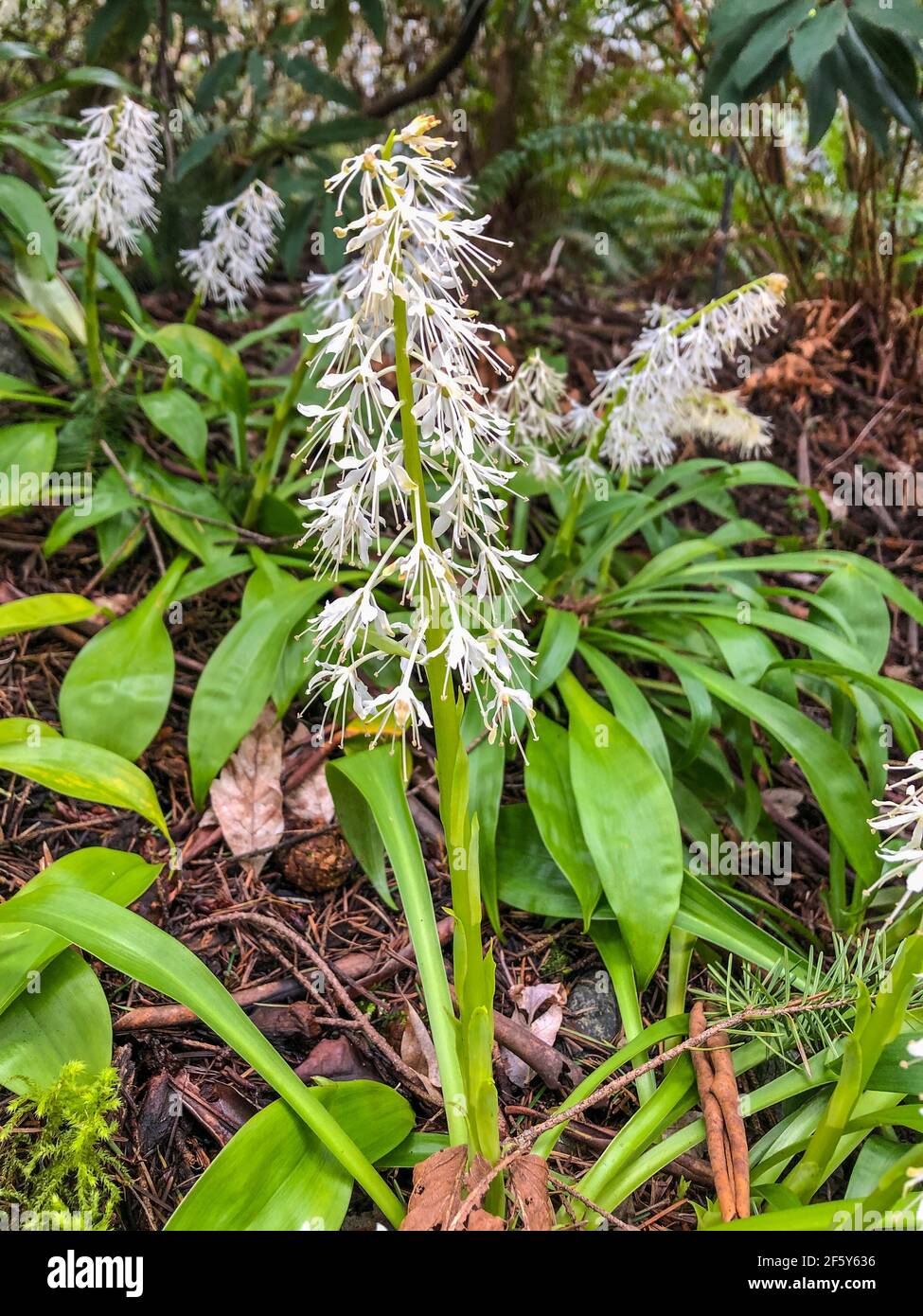 Strap shaped leaf hires stock photography and images Alamy