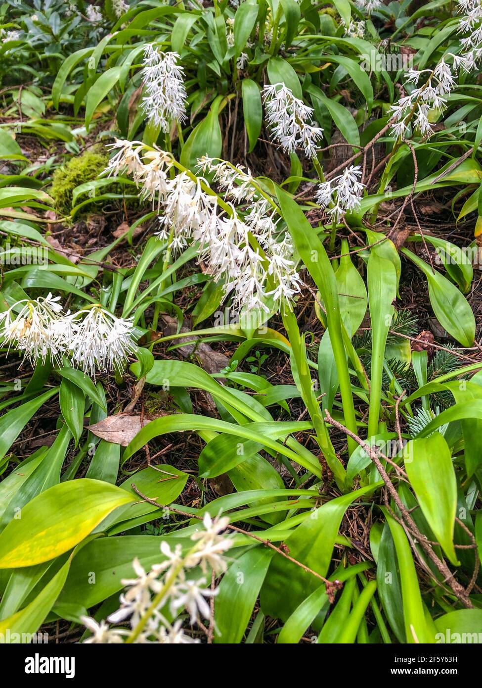 Strap shaped leaf hires stock photography and images Alamy