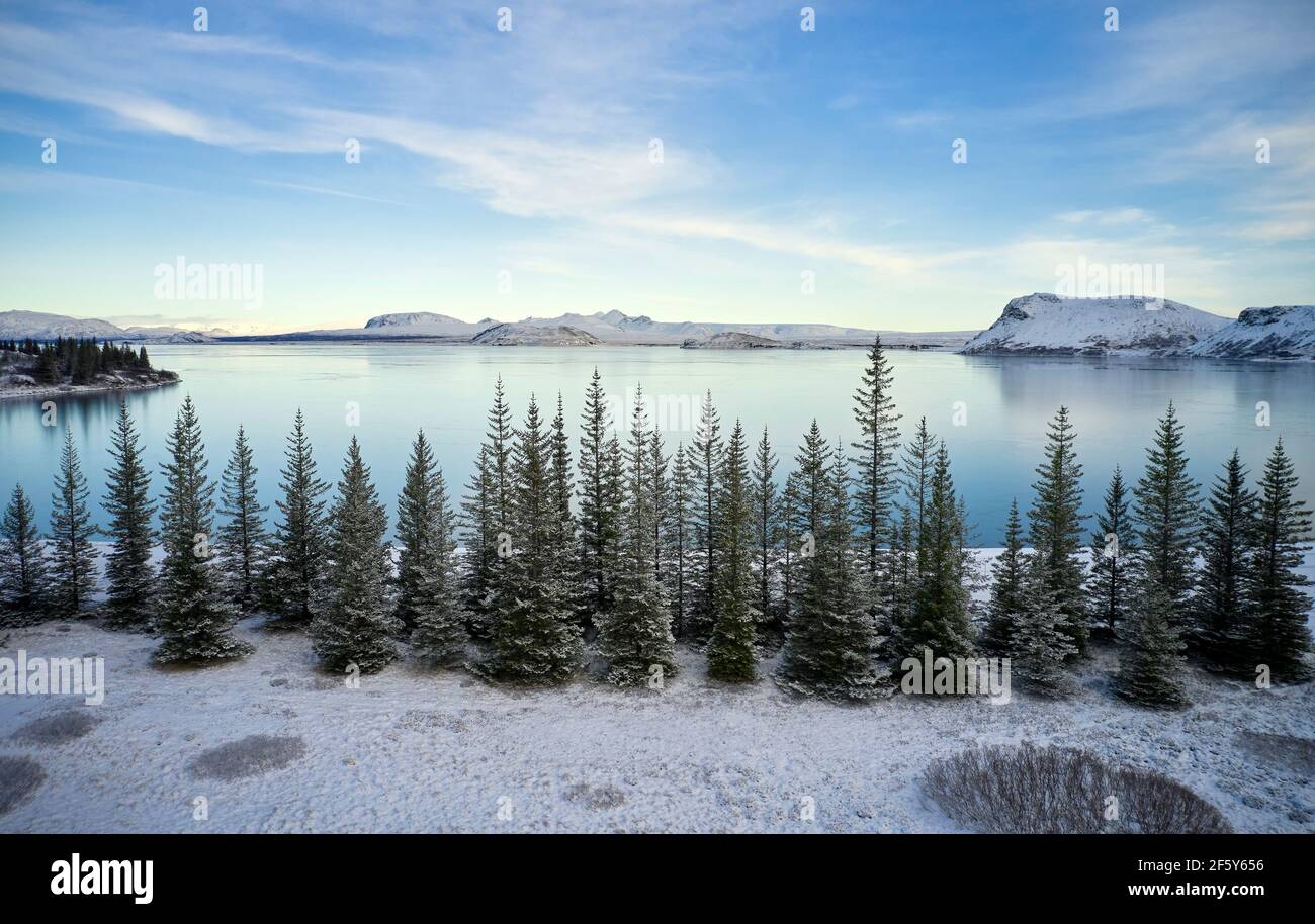 Frozen coniferous trees hi-res stock photography and images - Alamy