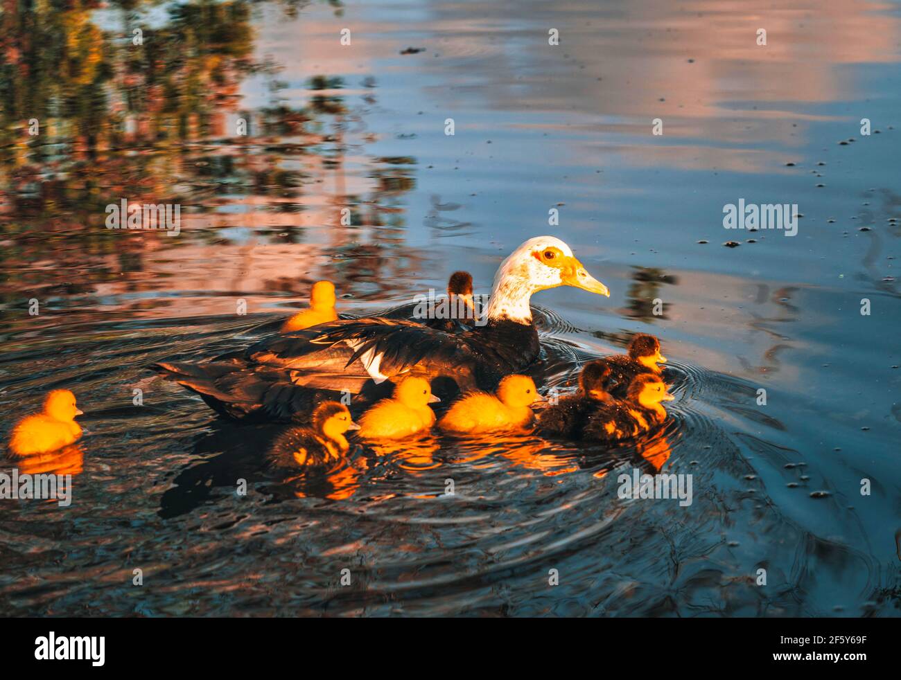 ducks in the lake beautiful cute family Stock Photo