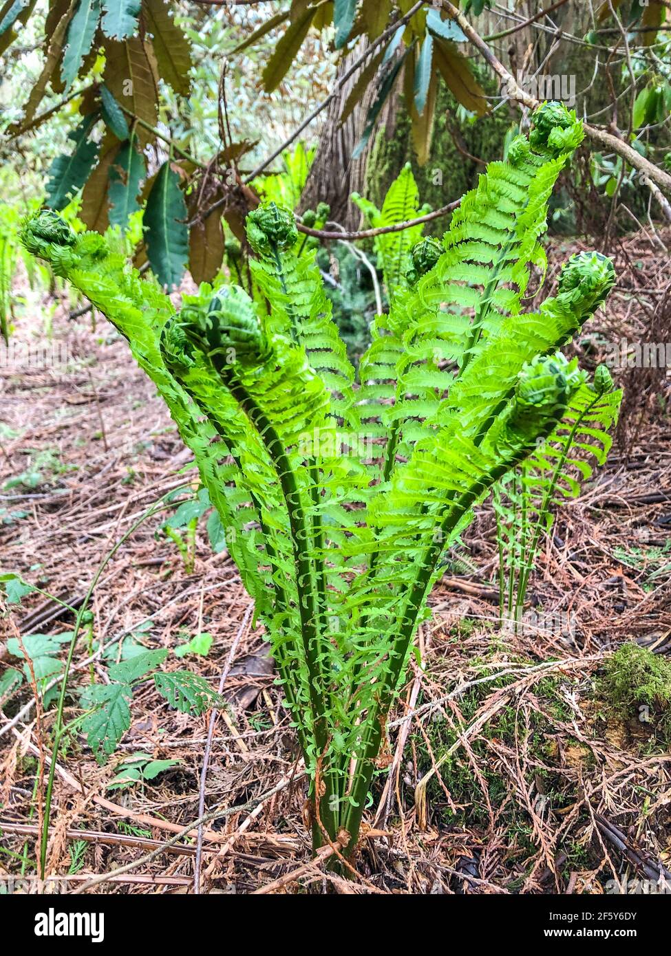 Alpine wood fern (Dryopteris wallichiana) is a robust species of deciduous or semi-evergreen fern in the family Dryopteridaceae, native to the Himalay Stock Photo