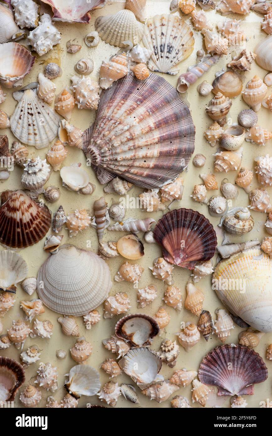 Sea shells on the sand Stock Photo