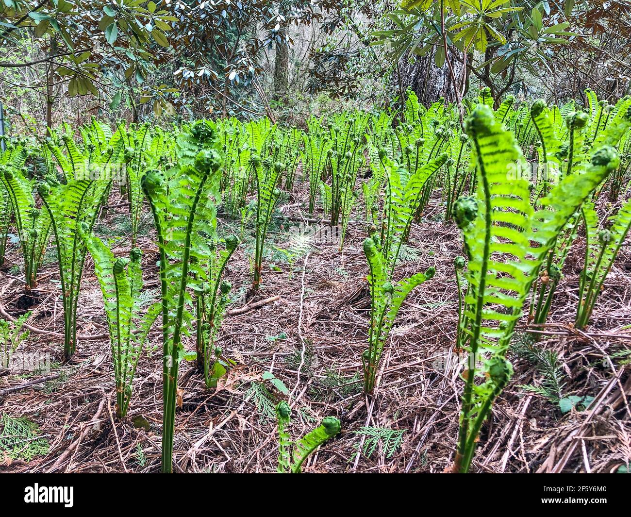 Alpine wood fern (Dryopteris wallichiana) is a robust species of deciduous or semi-evergreen fern in the family Dryopteridaceae, native to the Himalay Stock Photo